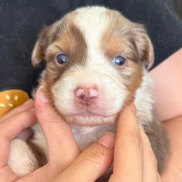 Petunia - Red merle female Australian Shepherd puppy in Hemet, California from Perfect Companion Aussie's