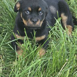 Andarna - Black and rust female Rottweiler puppy in Klamath Falls, Oregon from Tismic Rottweilers
