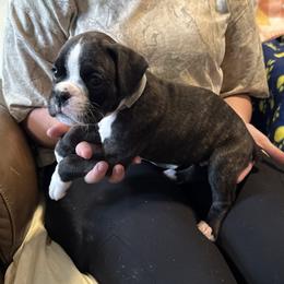 Winnie - Brindle female Boxer puppy in Taft, Tennessee from Hillbillie Boxers