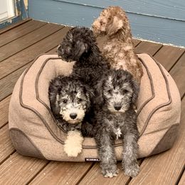 Bedlington Terrier Puppies from Bonnybrook Bedlington Terriers