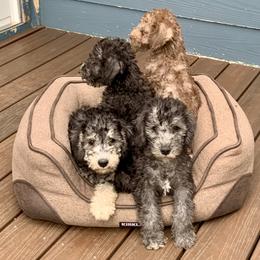 Bedlington Terrier Puppies from Bonnybrook Bedlington Terriers