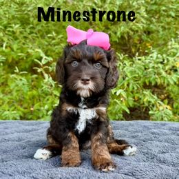 Monarch Minestrone - Tri-color female Australian Labradoodle puppy in Rochester, Michigan from Monarch Labradoodles