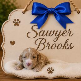 Sawyer Brooks - Cream male Goldendoodle puppy in Valdosta, Georgia from Designer Doodles of South GA