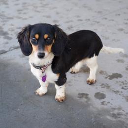Fiona - Dachshund