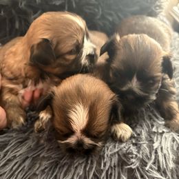 Shih Tzu puppies from Wilson Kennel
