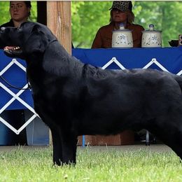 Labrador Retriever All Grown Up from KVF Labradors