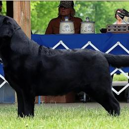 Labrador Retriever All Grown Up from KVF Labradors