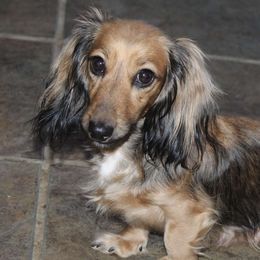 Ivy - Dachshund