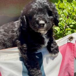 Golden Aussiedoodle and Goldendoodle Puppies from Wild Rose Tiny Poodles & Doodles