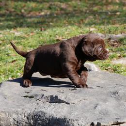 Aleution - Chocolate female Labrador Retriever puppy in Buffalo Valley, Tennessee from Buffalo Valley Breeders