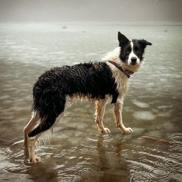Loch - Border Collie