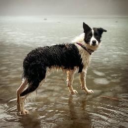 Loch - Border Collie