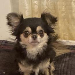 Ginny - Chihuahua