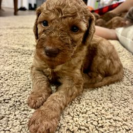 Elvie - Apricot female Goldendoodle puppy in South Fulton, Georgia from Golden Paws Farm