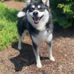Nika - Pomsky