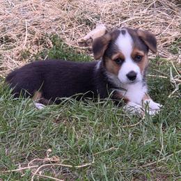 Male 2 - Black and tan male Pembroke Welsh Corgi puppy in Portland, North Dakota from Sliding stop corgis