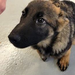 Ekko - Sable German Shepherd puppy in Springtown, Texas from Odom's German Shepherds