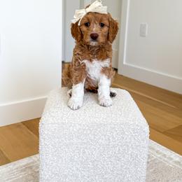 BUBBLY - Red  female Goldendoodle puppy in Bell Buckle, Tennessee from Precious Puptown Doodles