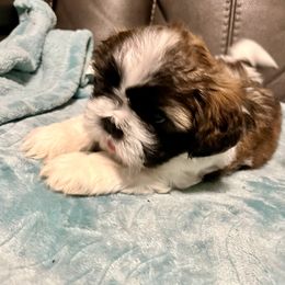 Shih Tzu Puppies from Wanda M Golden