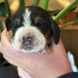 Boy 2 - Black brown and white male Basset Hound puppy in Lindley, New York from Hill Top Basset Hounds & Cane Corso