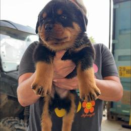 Puppies - Black and mahogany male Rottweiler puppy in Houston, Texas from Power Hause Kennels