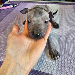 Mictlan - Gray male Xoloitzcuintli puppy in Florissant, Colorado from Witching Hour Kennel