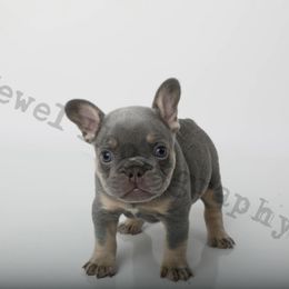 Blue - Tricolors French Bulldog puppy in Texas from Royal Dream Frenchies