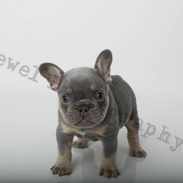 Blue - Tricolors French Bulldog puppy in Texas from Royal Dream Frenchies