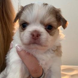 Chance - Fawn and white male Chihuahua puppy in Citrus Heights, California from Golden State Chihuahuas
