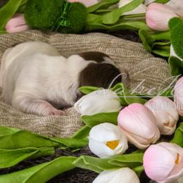Blue male - Liver and white male German Shorthaired Pointer puppy in Kenai, Alaska from LakeHaus Kennels