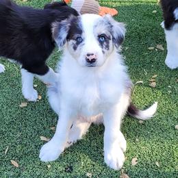 Ash - Slate merle male Border Collie puppy in Morgan, Texas from Shooting Star Ranch