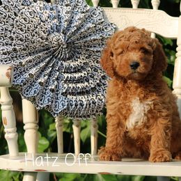 Cavapoo and Pomsky Puppies from Hatz Off Puppies