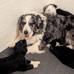 Vegas - Australian Shepherd