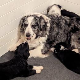 Vegas - Australian Shepherd