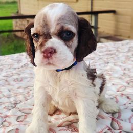 Blue Boy - Brown and white male Cocker Spaniel puppy in Beggs, Oklahoma from Southern Country Cockers