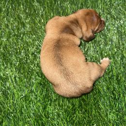 Girl 2 - Dapple female Dachshund puppy in Apopka, Florida from The HotDog Stand