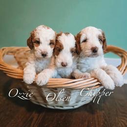 Ozzie - Parti male Goldendoodle puppy in Austin, Texas from Cedarcrest Goldendoodles