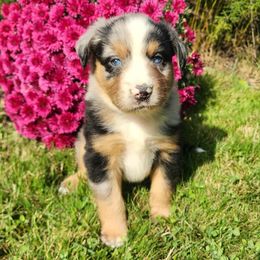 Raphie - Blue merle male Miniature Australian Shepherd puppy in Sandown, New Hampshire from Ashby Lou Aussies