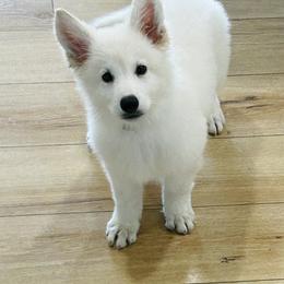 Berger Blanc Suisse Puppies from Moonlight Berger Blanc Suisses