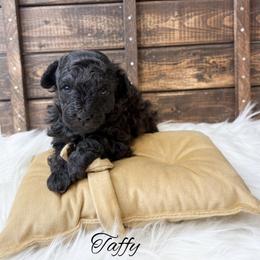 Taffy - Black male Poodle puppy in from Pink Poodles and Doodles