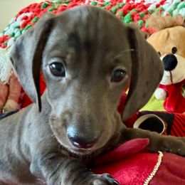 Timbers - Gray (blue) male Dachshund puppy in Homedale, Idaho from Jeff & Joette