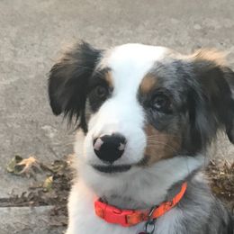 "Smirking Maudie!" Miniature Australian Shepherd Puppies from Eldorado Ranch Mini Aussies