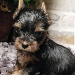 Jade - Black and tan male Yorkshire Terrier puppy in Hot Springs, Arkansas from Kimberly's Lovable Littles