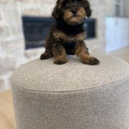 Bernedoodle, Cavapoo, Havanese, and Havapoo Puppies from Lady Paws Puppies - Cassie