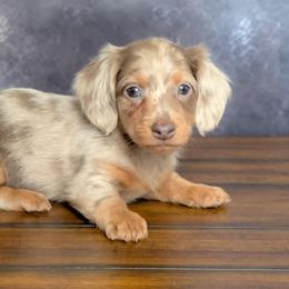 Arrow - Dapple male Dachshund puppy in Fultonville, New York from Sandy Aussies & Pomeranians