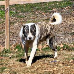 Bodhi - Armenian Gampr