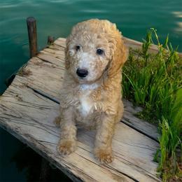 Charley - Cream male Goldendoodle puppy in Valdosta, Georgia from Designer Doodles of South GA