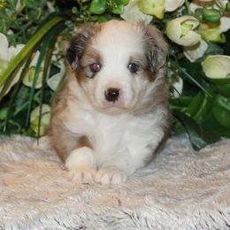 Miniature American Shepherd, Miniature Australian Shepherd, and Toy Australian Shepherd Puppies from MercyMe Miniature American Shepherds