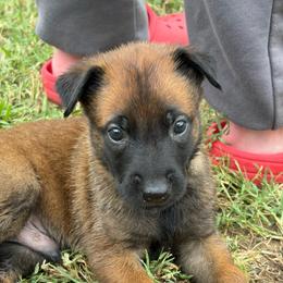 Yellow - Red sable male Belgian Malinois puppy in Highland City, Florida from VonSal Kennels