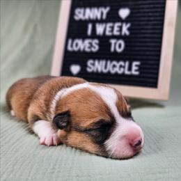 Red and white Female - Red and white female American Corgi puppy in Taylorsville, North Carolina from America's Red White and Bluie Corgis